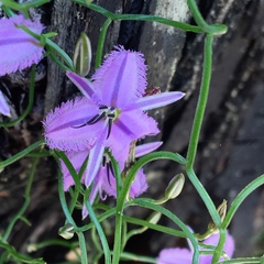 Thysanotus manglesianus