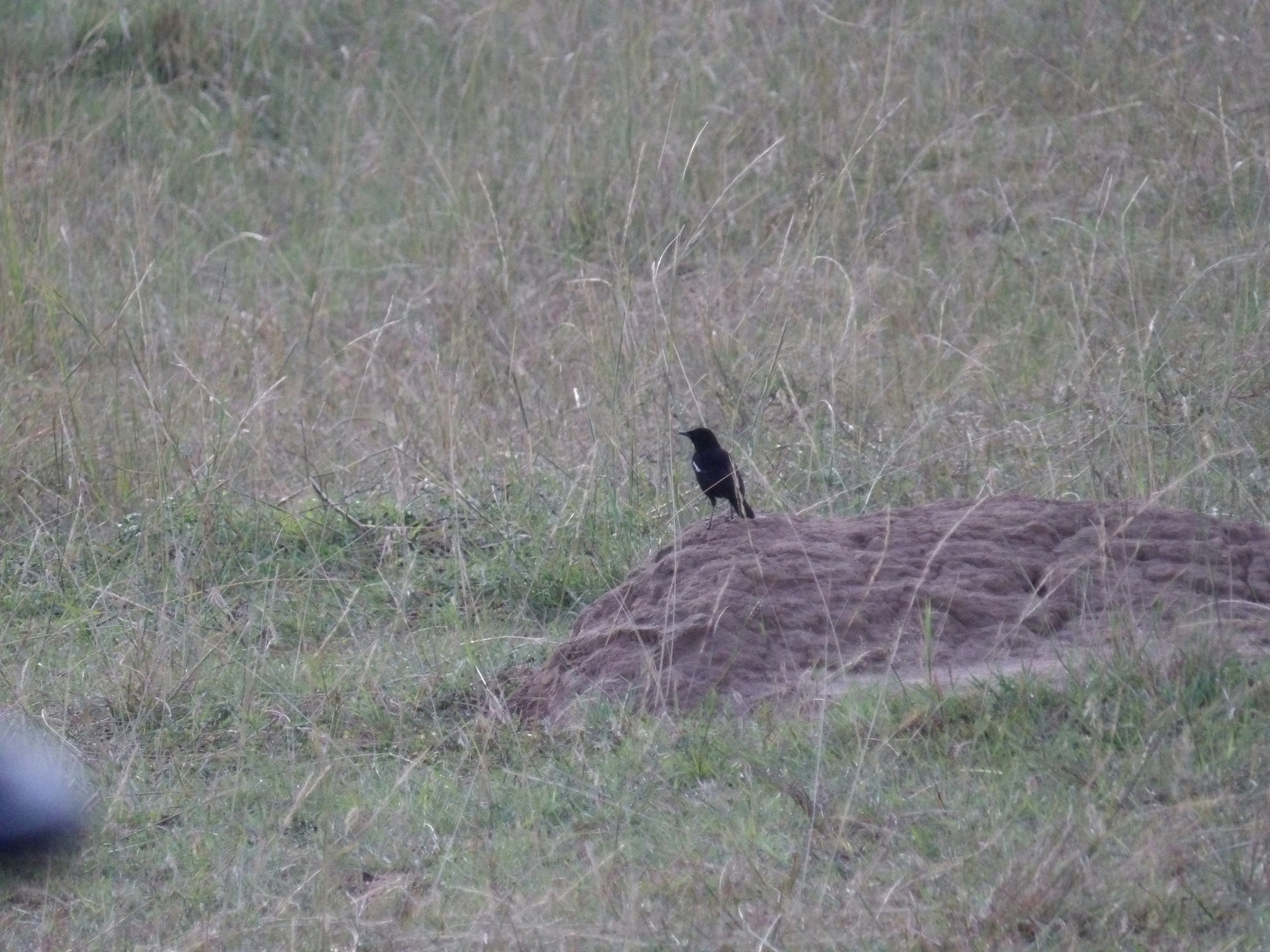 Sooty Chat (Myrmecocichla nigra), photo 5