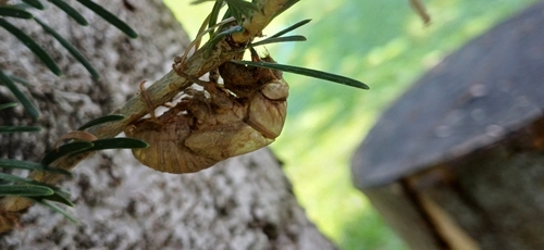 Common Cicada