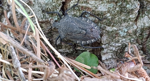 Mediterranean Spiny Stink Bug