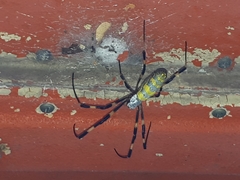 Trichonephila clavata