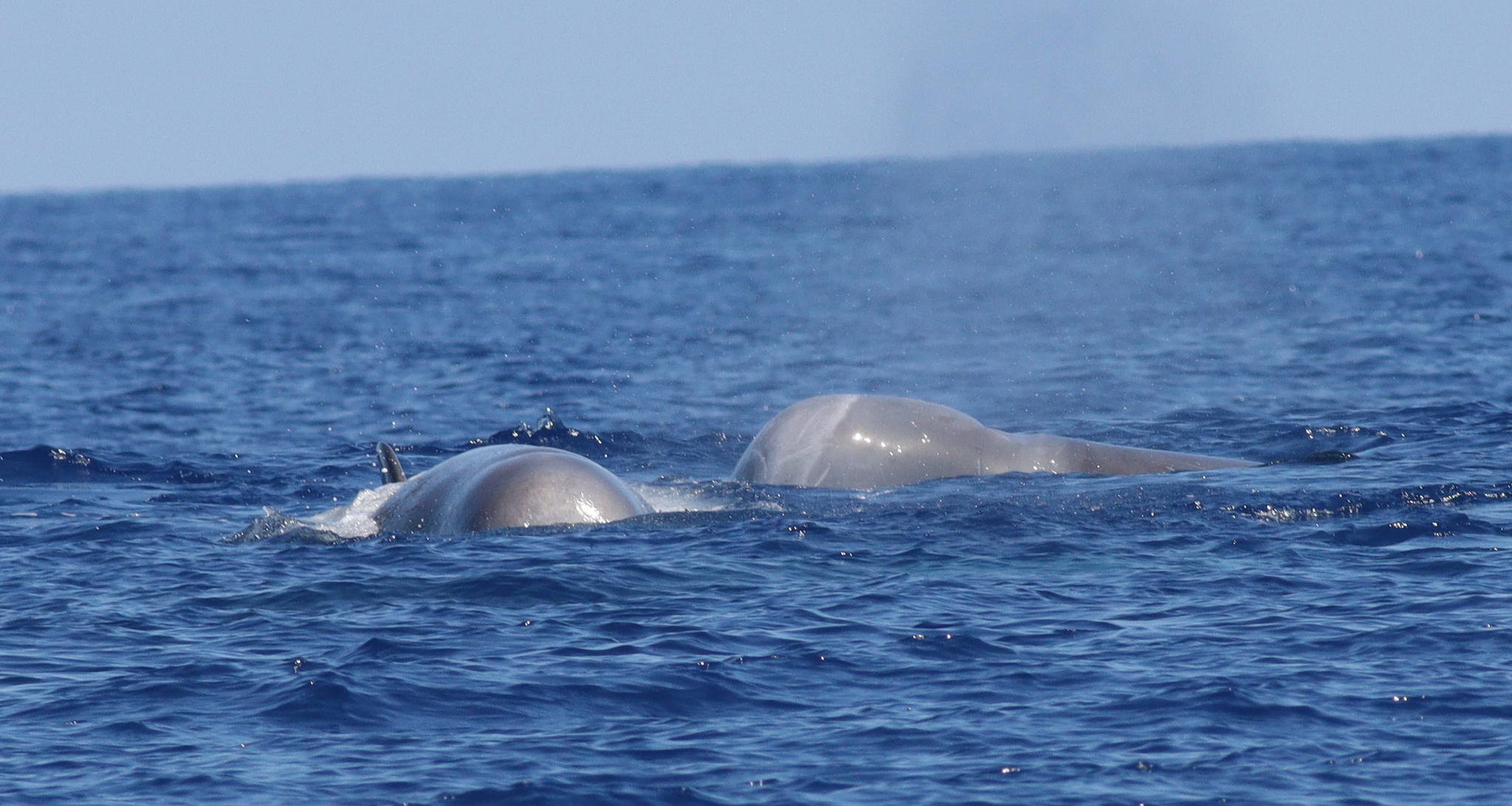 Hyperoodon ampullatus