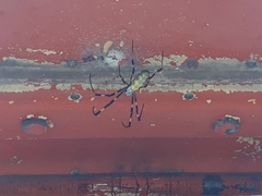 Trichonephila clavata