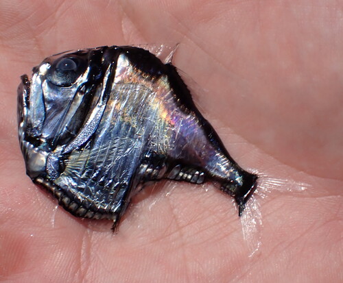 Atlantic Silver Hatchetfish photographed in Portugal