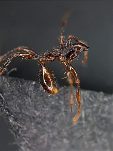 细足双节行军蚁Aenictus gracilis