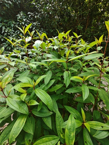 Melastoma malabathricum