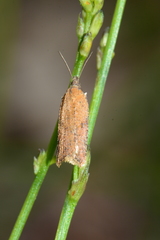 Constrictana constrictana