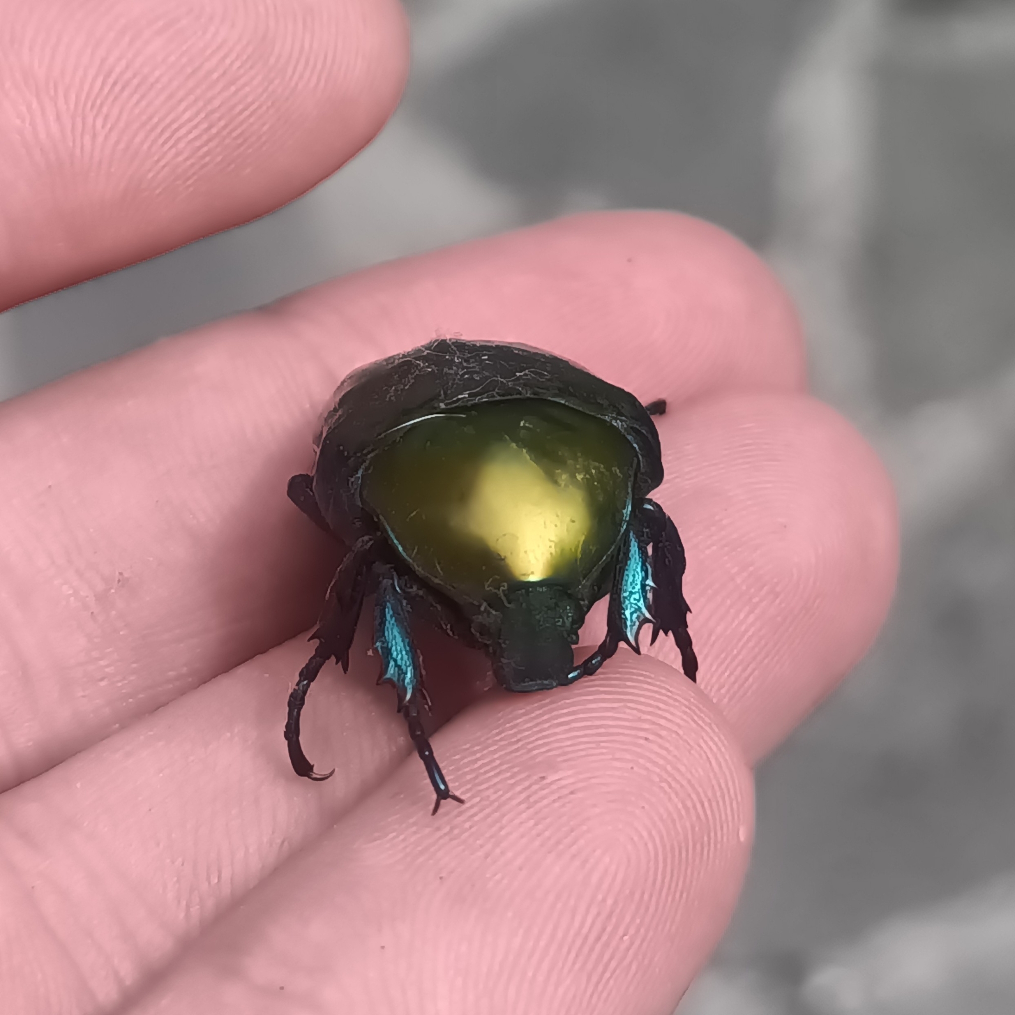 Protaetia (Cetonischema) speciosa