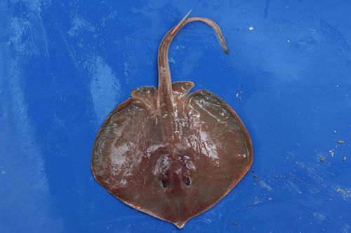 Panamic stingray (Urotrygon aspidura) — Urotrygonidae — 2