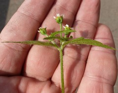 Galinsoga quadriradiata