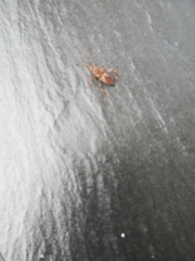 Leptoglossus occidentalis