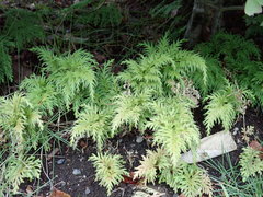 Selaginella moellendorffii