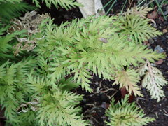 Selaginella moellendorffii