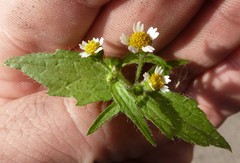 Galinsoga quadriradiata