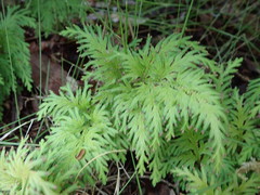 Selaginella moellendorffii
