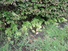 Selaginella moellendorffii