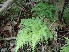 Selaginella moellendorffii