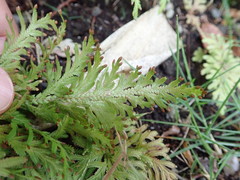 Selaginella moellendorffii