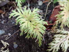 Selaginella moellendorffii