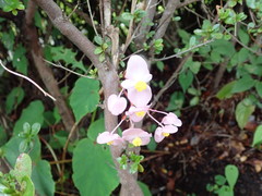 Begonia grandis