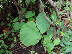 Begonia grandis
