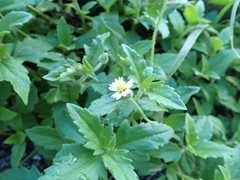 Tridax procumbens