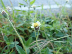 Tridax procumbens