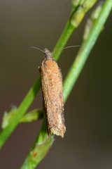 Constrictana constrictana