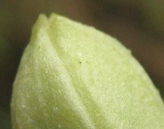 Clematis brachiata image