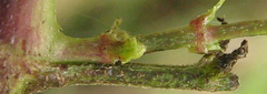 Clematis brachiata image
