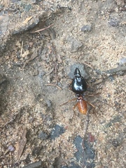 Macrotermes lilljeborgi