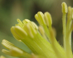 Clematis brachiata image