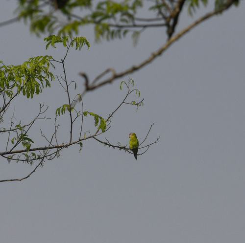 Blossom-headed Parakeet (Psittacula roseata), photo 3