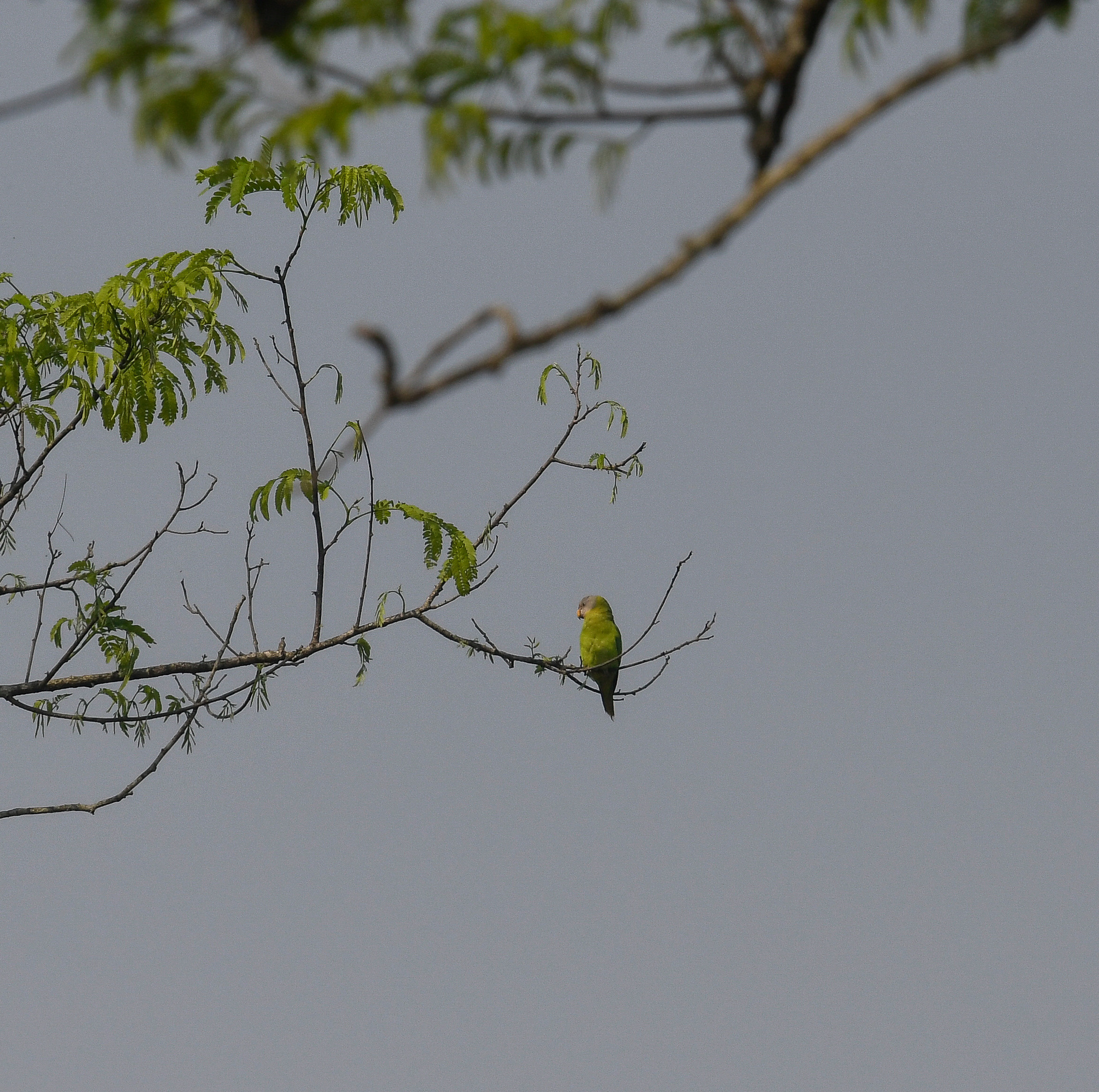 Blossom-headed Parakeet (Psittacula roseata), photo 4