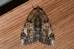 Catocala carissima