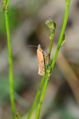 Constrictana constrictana