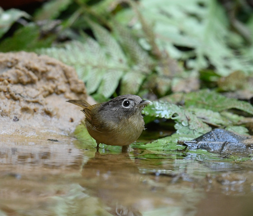 Nepal Fulvetta (Alcippe nipalensis), photo 6