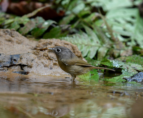 Nepal Fulvetta (Alcippe nipalensis), photo 9