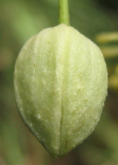 Clematis brachiata image