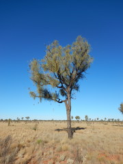 Allocasuarina decaisneana