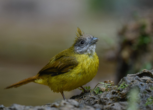 White-throated Bulbul (Alophoixus flaveolus), photo 10