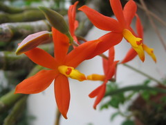Prosthechea vitellina