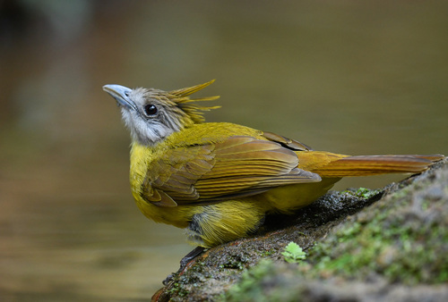 White-throated Bulbul (Alophoixus flaveolus), photo 9