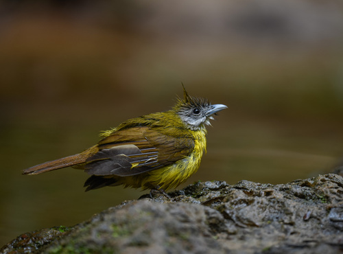 White-throated Bulbul (Alophoixus flaveolus), photo 8