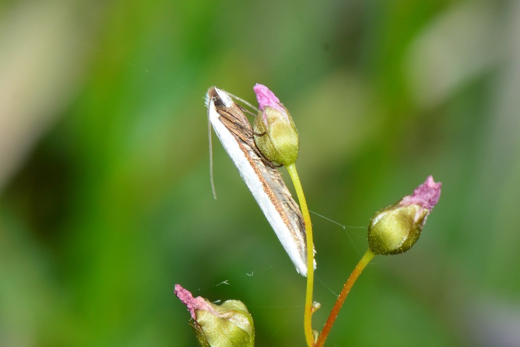 Timaea bivittatella