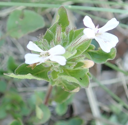 Image of Dyschoriste burchellii by no rights reserved