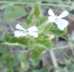 Dyschoriste burchellii