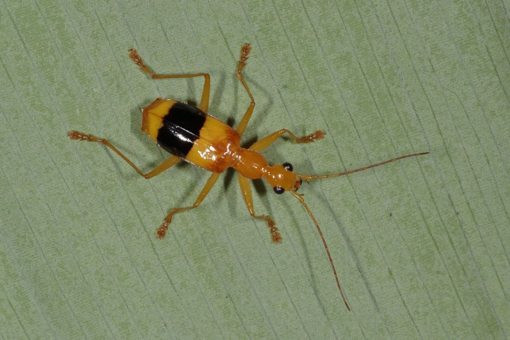 Calophaena