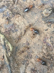 Macrotermes lilljeborgi