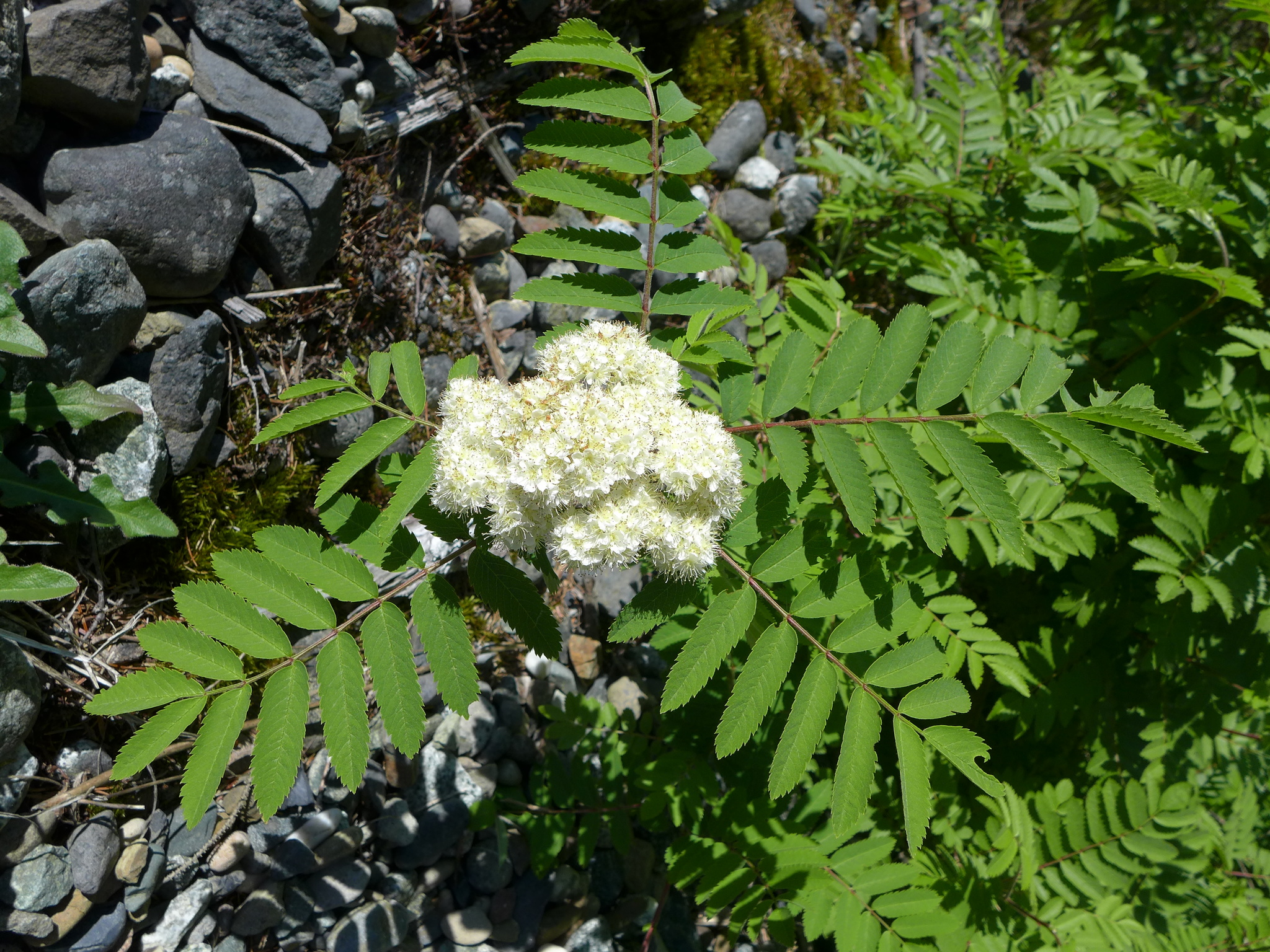 Sorbus scopulina